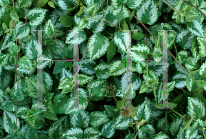 Picture of Lamium galeobdolon 'Variegatum'