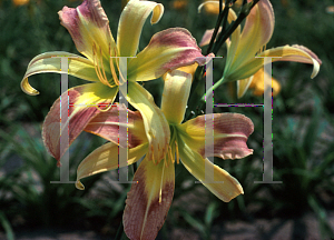 Picture of Hemerocallis  'Cleo'