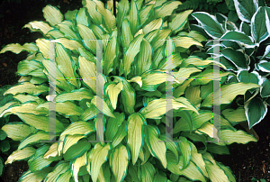 Picture of Hosta sieboldii 'Kabitan'