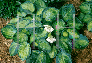 Picture of Hosta  'Tokudama Aureonebulosa'