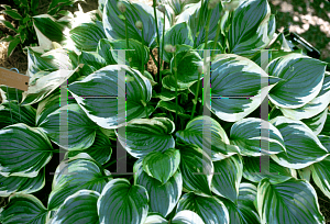 Picture of Hosta ventricosa 'Aureomarginata'