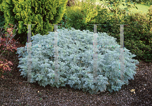 Picture of Artemisia arborescens 'Powis Castle'