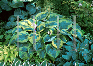 Picture of Hosta  'Tokudama Flavocircinalis'