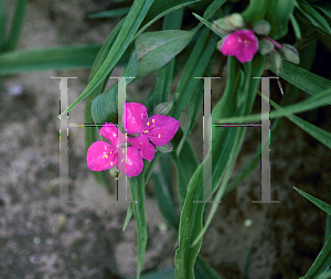 Picture of Tradescantia x 'Karmine'