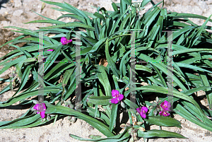 Picture of Tradescantia x 'Karmine'