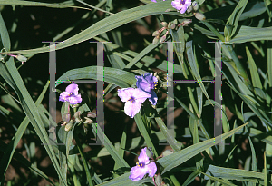 Picture of Tradescantia x 'In The Navy'