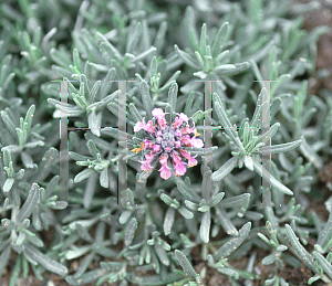 Picture of Teucrium x 'Royal Robe'