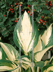 Picture of Hosta  'Revolution'