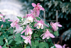 Picture of Aquilegia flabellata 'Cameo Mix'