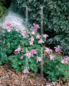 Picture of Aquilegia flabellata 'Cameo Mix'