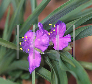 Picture of Tradescantia x 'Ken Clifford'