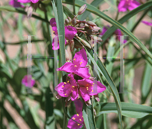 Picture of Tradescantia x 'Red Grape'