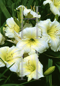 Picture of Hemerocallis  'Joan Senior'