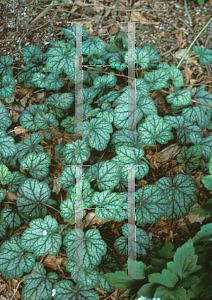 Picture of Heuchera  'Green Spice'