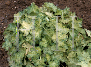 Picture of Heuchera sanguinea 'Monet'