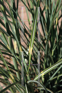 Picture of Miscanthus sinensis 'Puenktchen'