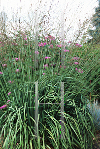 Picture of Molinia caerulea ssp. arundinacea 'Skyracer'