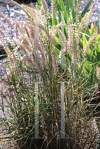 Picture of Pennisetum orientale 'Karley Rose'