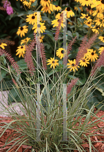 Picture of Pennisetum orientale 'Karley Rose'