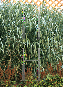 Picture of Panicum virgatum 'Dallas Blues'