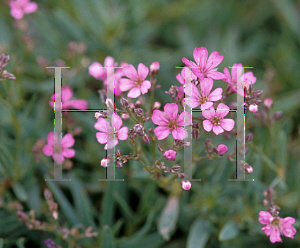 Picture of Gypsophila x 'Rose Schonheir'