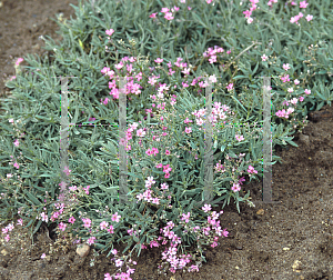 Picture of Gypsophila x 'Rose Schonheir'