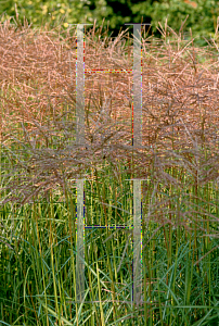 Picture of Miscanthus sinensis 'Ferner Olsten'