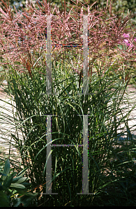 Picture of Miscanthus sinensis 'Ferner Olsten'