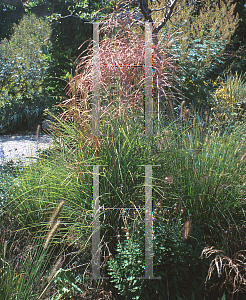 Picture of Miscanthus sinensis 'Huron Sunrise'