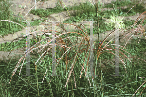 Picture of Miscanthus sinensis 'Huron Sunrise'