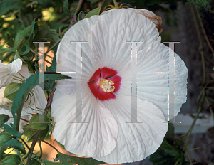 Picture of Hibiscus  'White Magic'