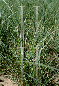 Picture of Miscanthus sinensis 'Puenktchen'