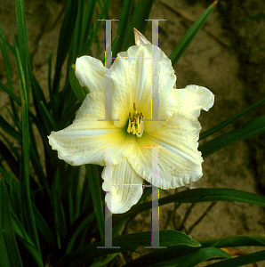 Picture of Hemerocallis  'Joan Senior'