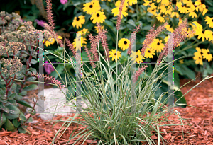 Picture of Pennisetum orientale 'Karley Rose'