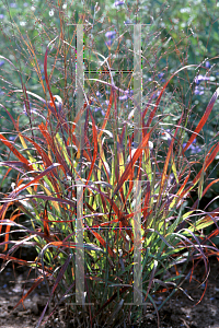 Picture of Panicum virgatum 'Shenandoah'