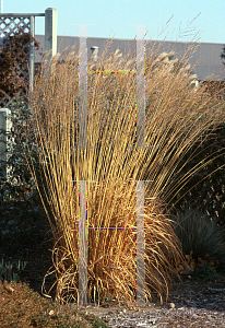 Picture of Molinia caerulea ssp. arundinacea 'Skyracer'