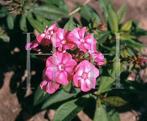 Picture of Phlox paniculata 'Lizzy'