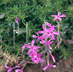 Picture of Phlox subulata 'Cunningham'