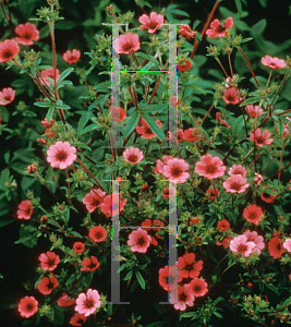 Picture of Potentilla nepalensis 'Ron McBeath'