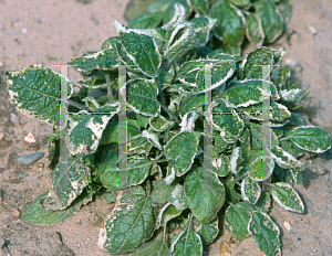 Picture of Salvia nipponica 'Fuji Snow'