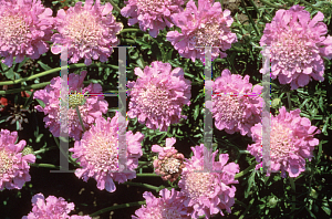 Picture of Scabiosa columbaria 'Pink Mist'