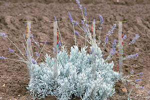 Picture of Lavandula x 'Sawyer'