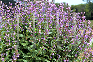 Picture of Nepeta x faassenii 'Souvenir d'Andre Chaudron'