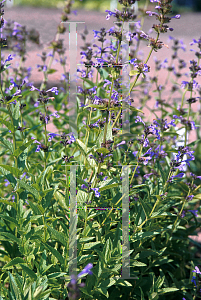 Picture of Nepeta x faassenii 'Souvenir d'Andre Chaudron'