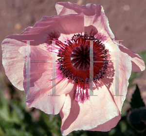 Picture of Papaver orientale 'Karine'