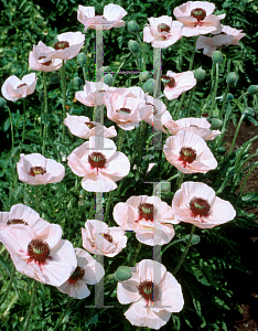 Picture of Papaver orientale 'Karine'