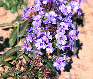 Picture of Phlox paniculata 'Blue Paradise'