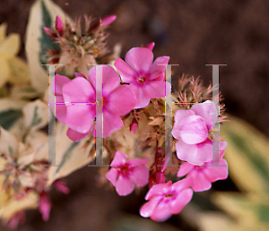 Picture of Phlox paniculata 'Becky Towe'
