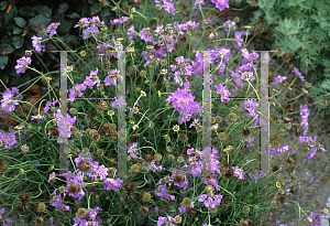 Picture of Scabiosa columbaria 'Butterfly Blue'