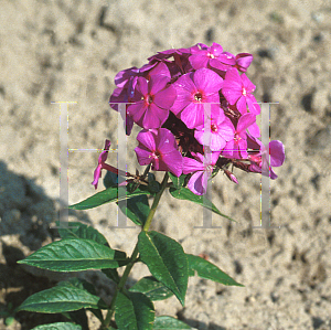Picture of Phlox paniculata 'The King'